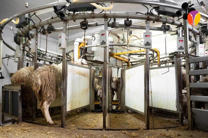 transformación en la industria láctea ovina y caprina.