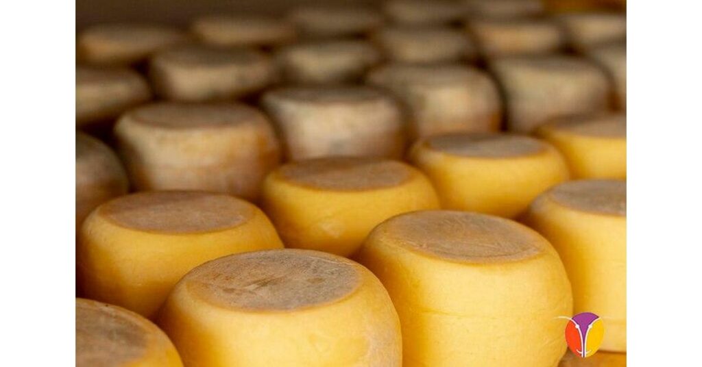 Producción ecológica de queso