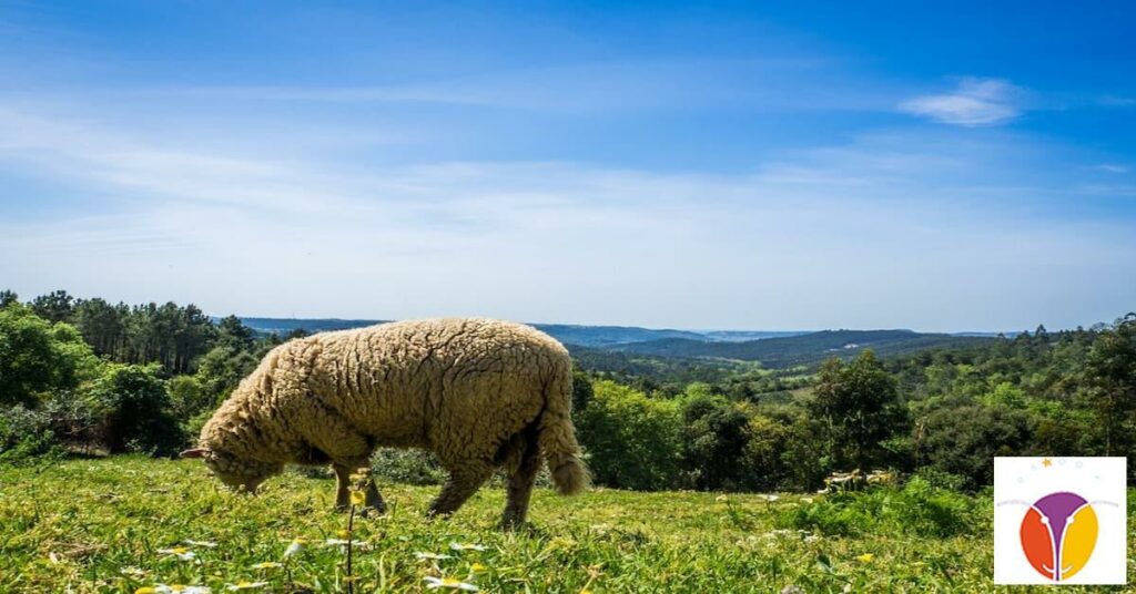 Comercialización de la leche de oveja